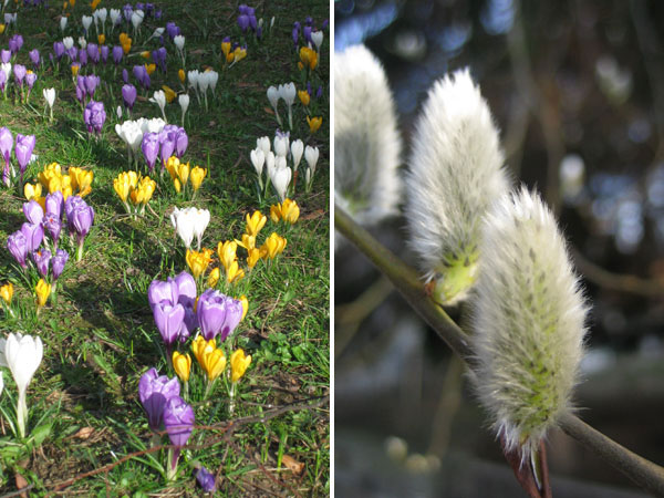 Frühlingsboten