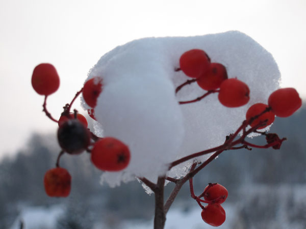 Winter in Jena